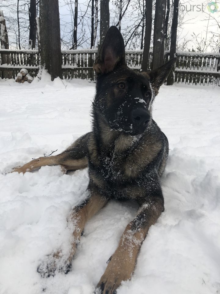 CNYCentral's tweet image. Puppy's first snow! Got great snow pictures? We'd love to see them and share them. Upload here: bit.ly/2QabLmu