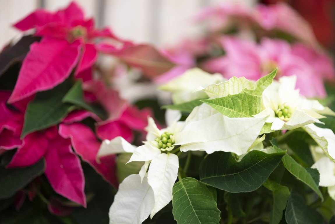 MerrifieldGC's tweet image. Christmas plants are arriving and they look beautiful! Come check everything out tomorrow, and enjoy wine tastings, music and refreshments from 6-9 pm at Ladies Night Out!