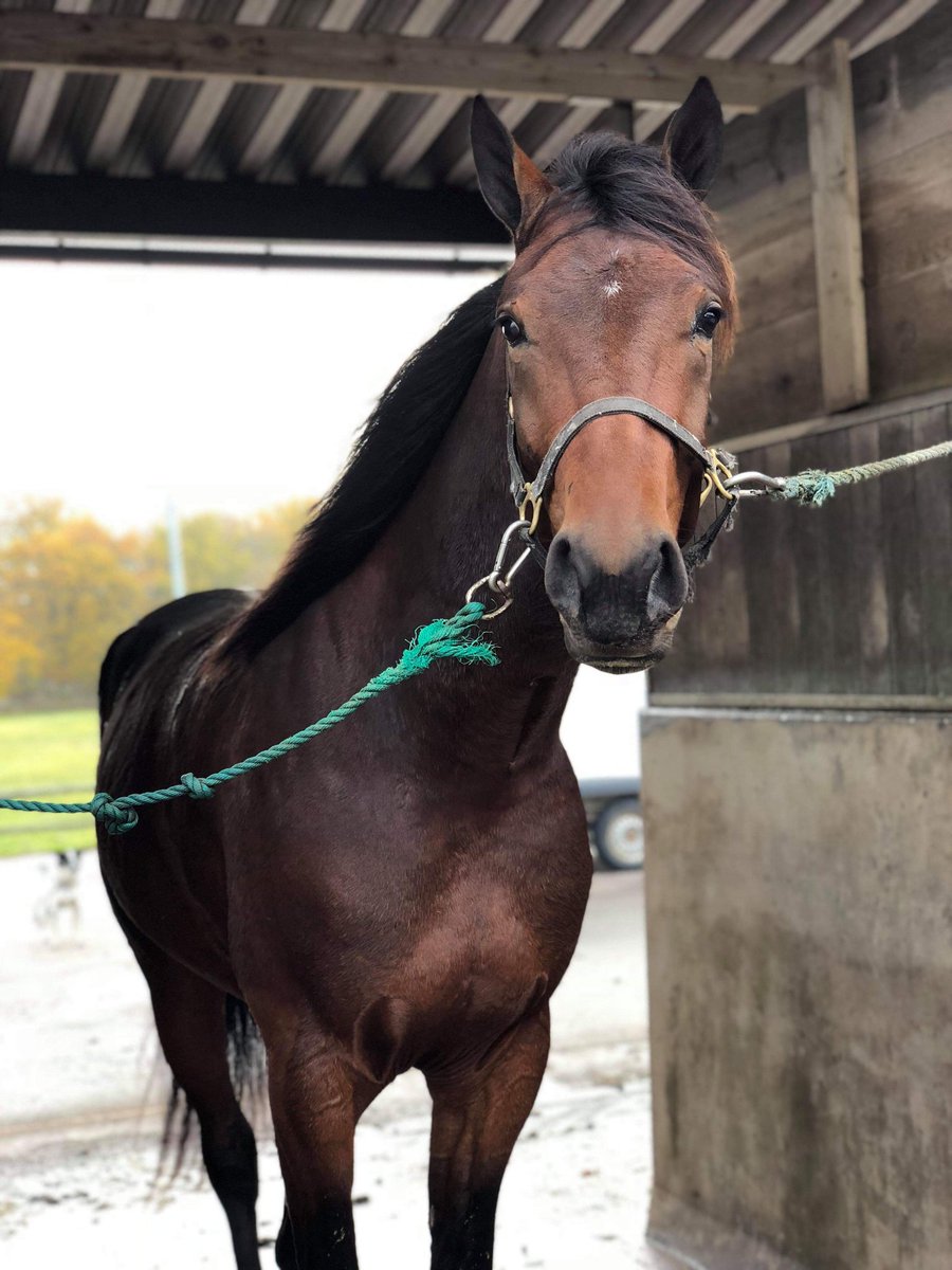 StallPersson's tweet photo. Fine Fiery Heart 😍😍😍 #stallfredrikpersson #abetongab #travsport #trav #häst #travhäst #tränaren #fieryheart #framtiden #andelshäst #unghäst #debutvinnare https://t.co/3h6Yk4tySc