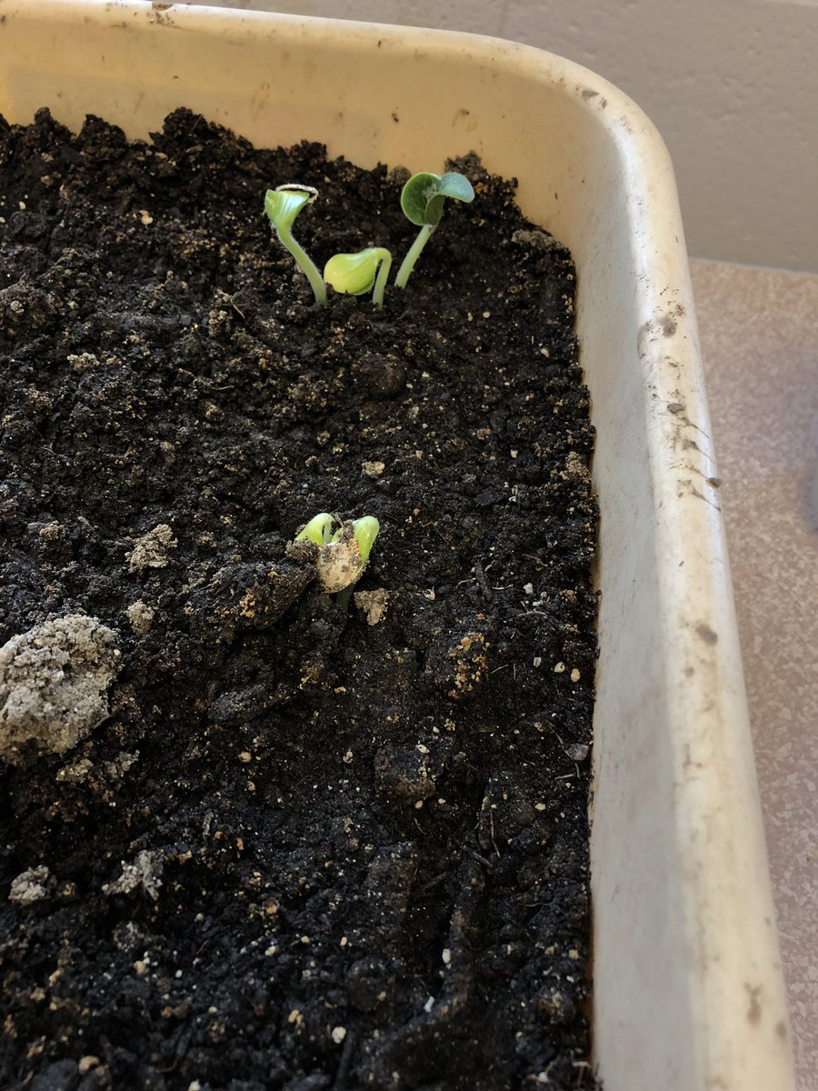 RothrocksBio's tweet photo. We have lift off oh I mean germination!  Pumpkin seeds https://t.co/XEvRExRTfD