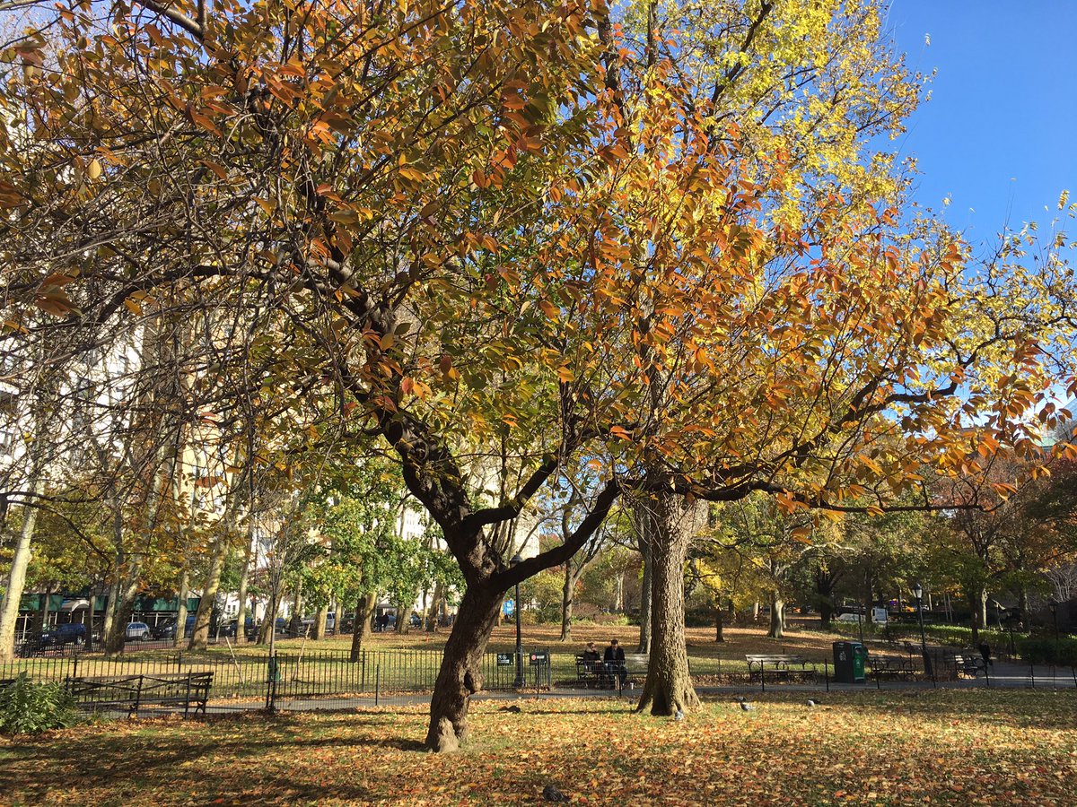 Have a seat and enjoy the fall #foliage. #fallfornyc #upperwestside