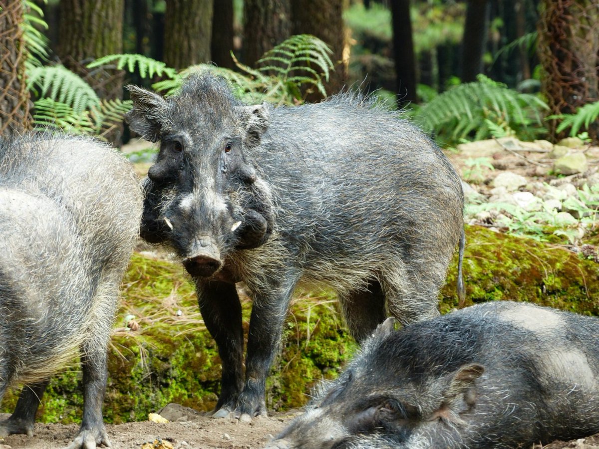 роды кабанов. роды кабанов. ошейниковый пекари. роды кабанов. филиппинская бородавчатая свинья.