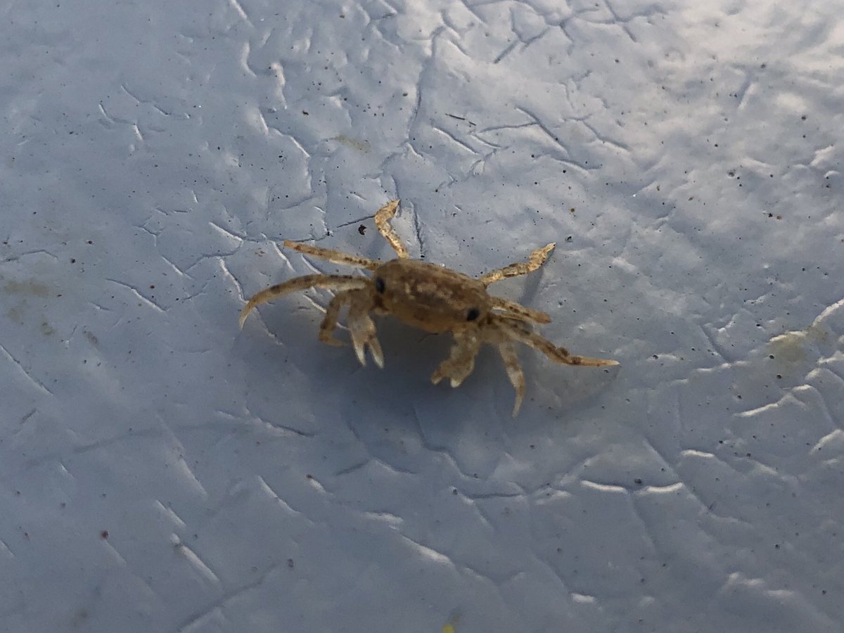 タッチー 機関士 小さいカニさんこんにちは 魚さんはストレーナーの跡がくっきり T Co Kt38utkcdf Twitter