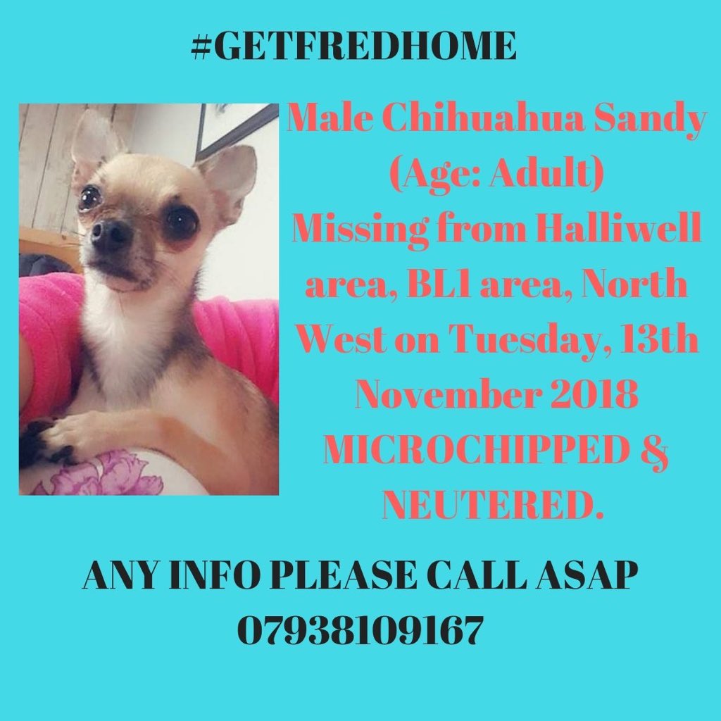 MolliePug's tweet photo. MISSING CHI 😢 Male Fred From Halliwell since 13/11/18 😞 Loved n Missed 💔 Have You Seen Fred Please?🙏 #HelpFindFred @rosiedoc666 @gelert01 @veryluckypugs @jaynecellison @MissingPetsGB @ProclaimECS @RachaelB100 @SummerBreezeUS https://t.co/lRCGiwZLMK