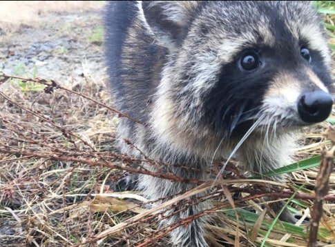 washingtonpost's tweet photo. Some raccoons caused a false rabies scare in West Virginia, but they were just drunk https://t.co/I9ITd5rYlk https://t.co/JUkyD6SBRU