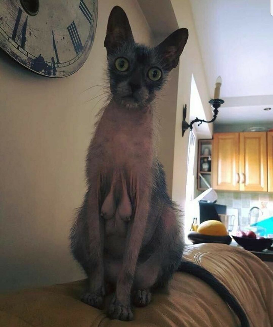 Кот на груди