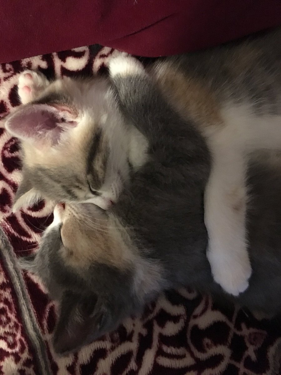 ManthaAngela's tweet image. #MyNaturalCat
The love each other! So adorable!