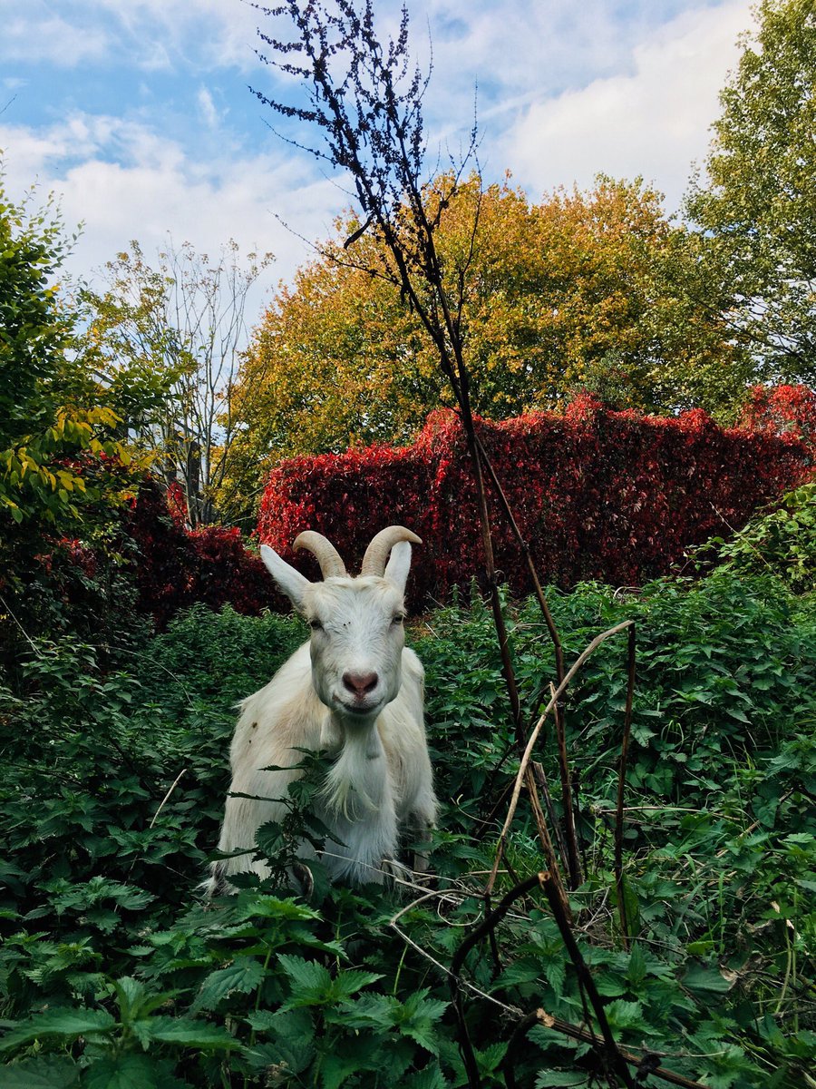 Kentish Town City Farm tweet media