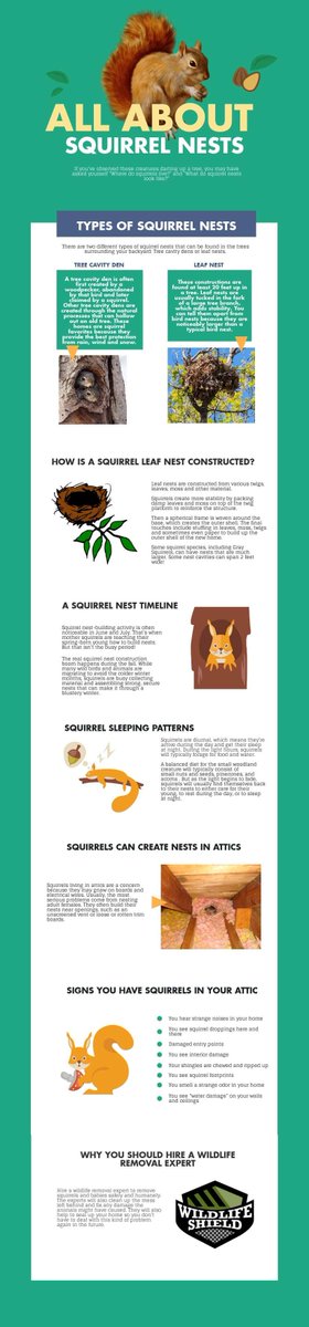 InfoGraphicsNet's tweet image. All About Squirrel Nests infographicsonline.net/all-about-squi…