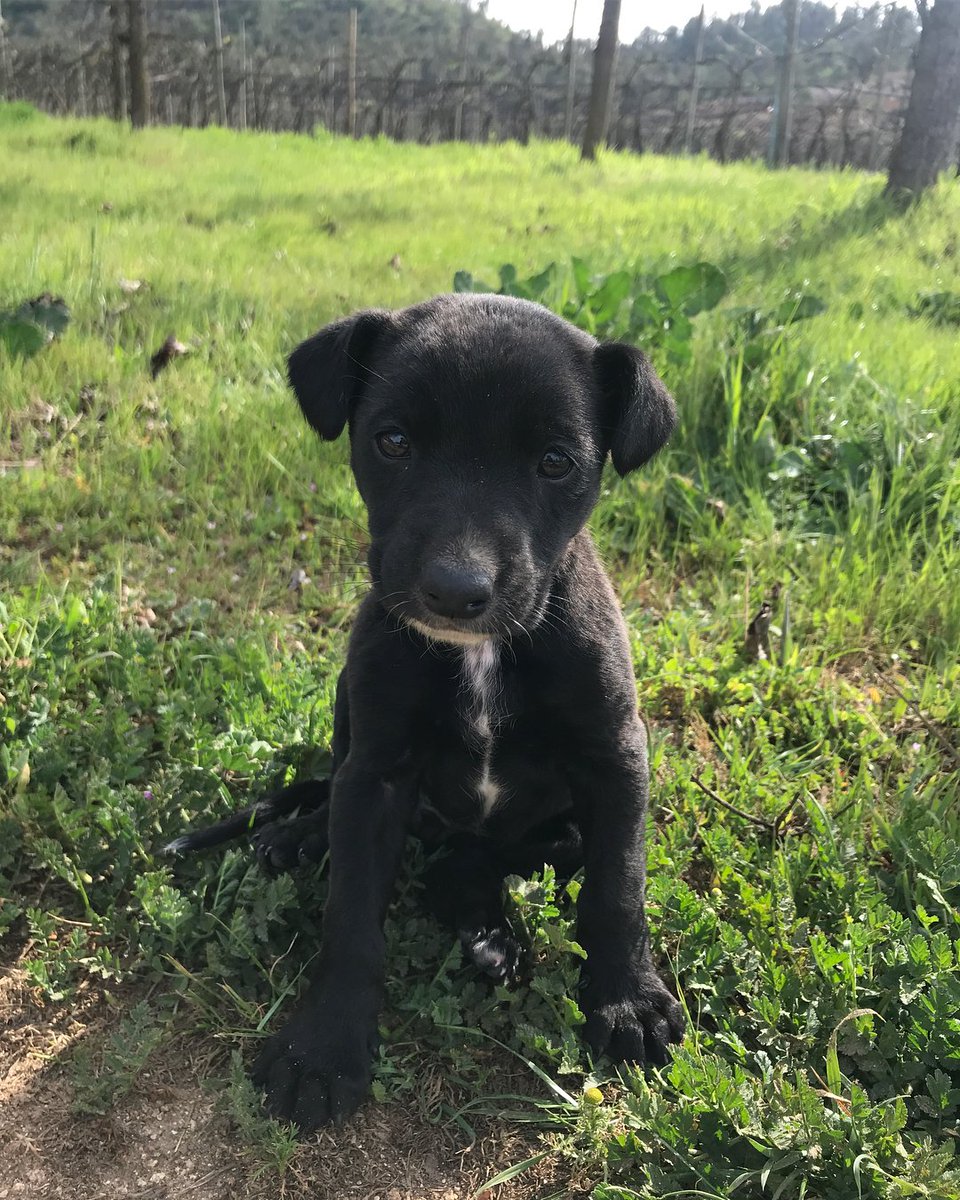 KingstonWine's tweet photo. #Spring in #Chile means green leaves on the vine, #poppies in the fields & #puppies on #thefarm. Our #winery dog, Garbanzo (Chickpea) recently gave birth & we found her roaming the #vineyards & #palmdrive w/ her pups. https://t.co/27eB3ClQHQ