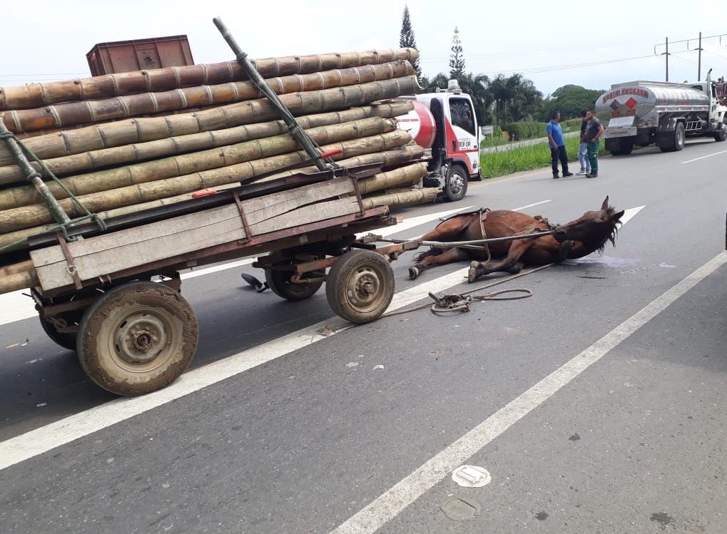 AnimalistaCauca's tweet photo. ⚠️🐴Caballito agotado por el cansancio, se desplomó en la vía panamericana en Villa Rica Cauca mientras transportaba pesada carga. Solicitamos a Alcaldía de Villa Rica a actuar URGENTE para prevenir estos casos y castigar a los que generan hechos de violencia contra los animales. https://t.co/IQXXupUYCL