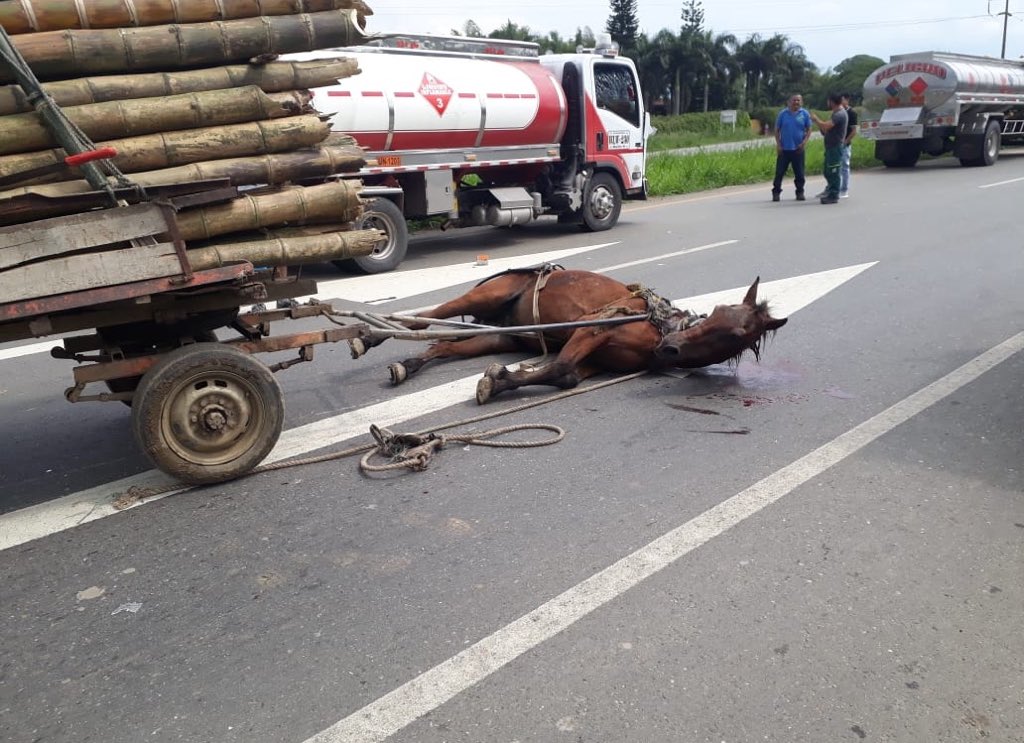 AnimalistaCauca's tweet photo. ⚠️🐴Caballito agotado por el cansancio, se desplomó en la vía panamericana en Villa Rica Cauca mientras transportaba pesada carga. Solicitamos a Alcaldía de Villa Rica a actuar URGENTE para prevenir estos casos y castigar a los que generan hechos de violencia contra los animales. https://t.co/IQXXupUYCL