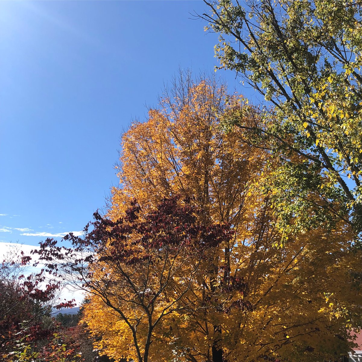 Fall foliage 🍁 Asheville, NC