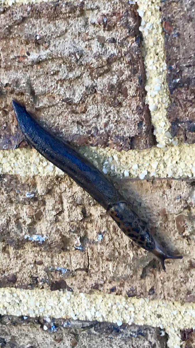 SBeckerEES's tweet photo. Spotted this leopard slug (Limax maximus) on my way to #ees152 this morning, on the side of Neville Hall. Fun fact: these slugs are hermaphrodites, so two mating slugs are able to fertilize each other’s eggs! https://t.co/46hnRYtNUx