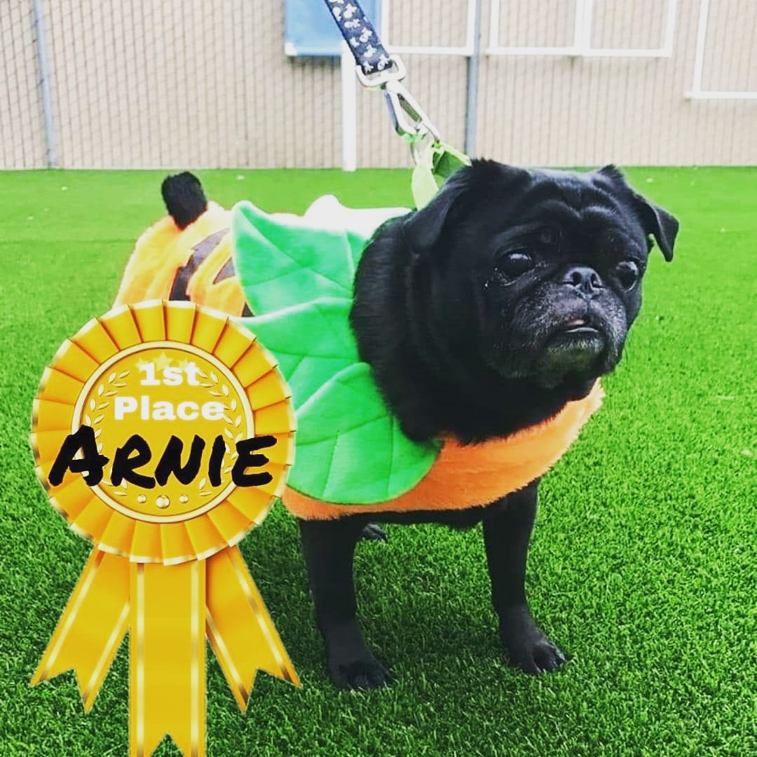 Mollysmutthouse's tweet photo. Doggie Costume Winner!

#doggy #mutthouse #mollysmutthouse
#dogsofhouston https://t.co/TQfGglY5h1