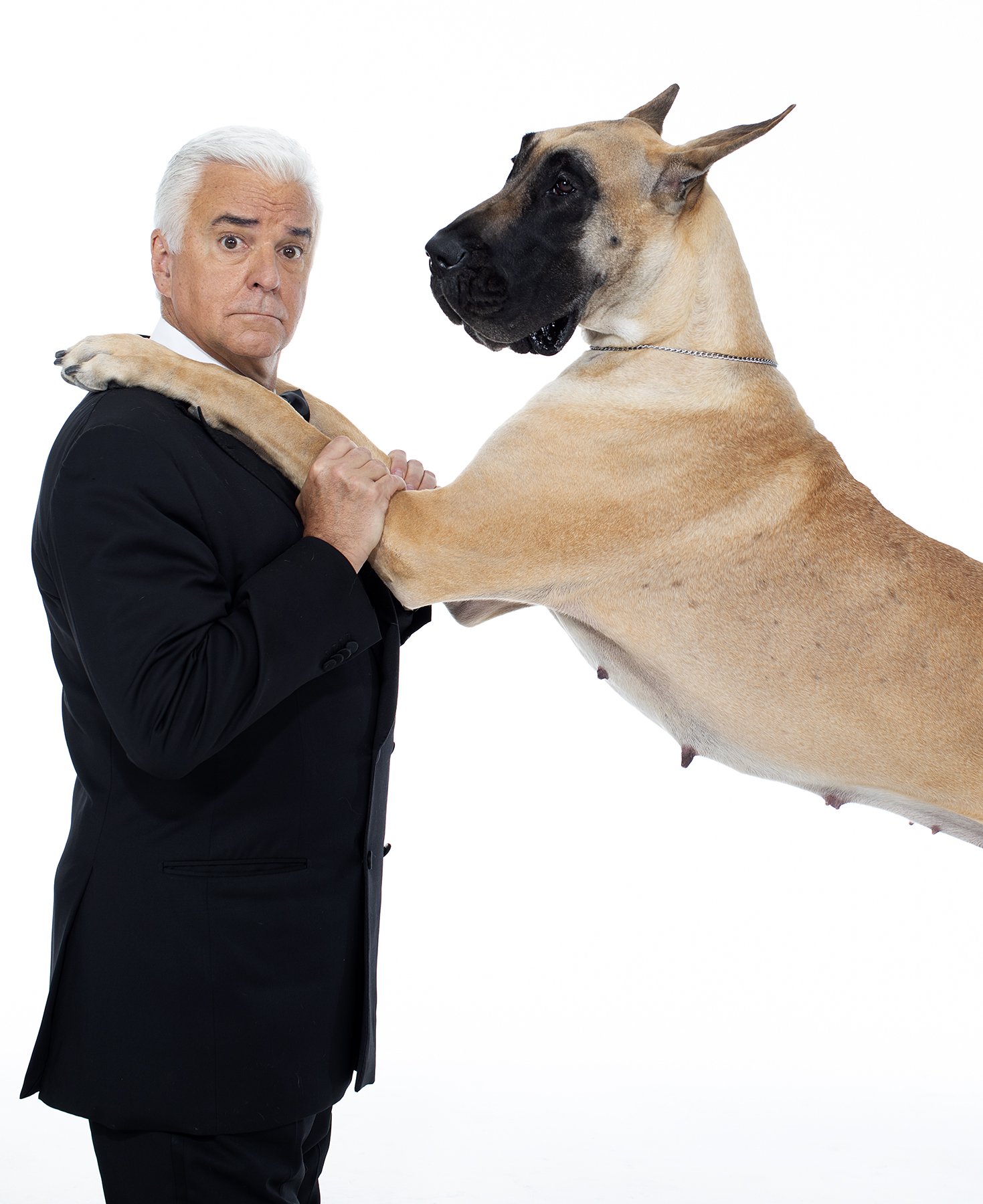 National Dog Show On Twitter The Great Dane Is One Of The Biggest Dog Breeds The National Dog Show Is One Of The Year S Biggest Dog Events Are You Ready Dogbreeds Greatdane