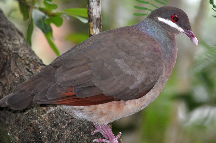a_london_pigeon's tweet photo. MT Birds Caribbean @BirdsCaribbean On the Caribbean Island of Statia (St. Eustatius), the Bridled Quail-Dove (Geotrygon mystacea) struggles for survival after the hurricanes of 2017 #goodshortread
https://t.co/3t8Tc2podY https://t.co/VYXAghEWMX