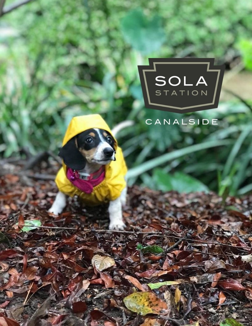 #WoofWednesday 🐾 Have you seen anything cuter? Neither have we. We loved getting to meet our newest pup resident, and it looks like she's loving the riverfront park.. rain or shine! #LifeAtSola #ColumbiaSC #RiverfrontPark