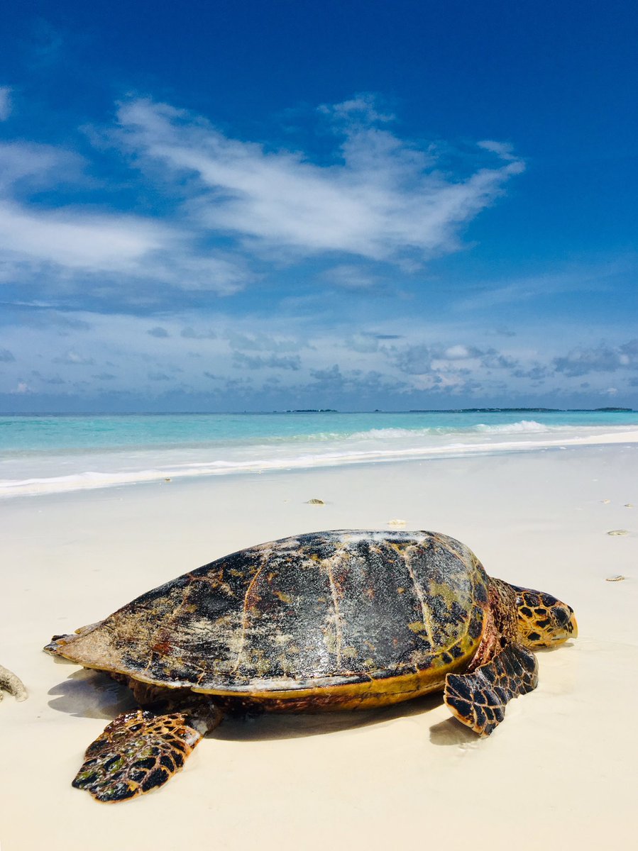 AmithAli's tweet photo. #Maldives #CrystalSands #Saveturtle #Savereef #Sandbank #sunysideoflife 🤙🏻 https://t.co/50XssprA4S
