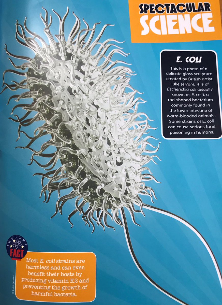 morethanadodo's tweet photo. Thank you @whizzpopbangmag for including our #BacterialWorld exhibition in your bacteria themed issue this month! Great to see the @lukejerram giant inflatable E.coli (on loan from @sheffielduni) and glass e.coli on (loan from @ExploreWellcome) making an appearance too! https://t.co/Ambr0TMWS5