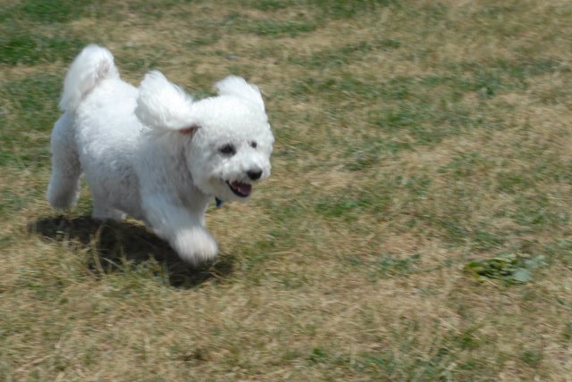 OCParksAndRec's tweet photo. Let your furry friend run around in the dog parks at Lyon Oaks, Orion Oaks &amp; Red Oaks. #DogParks are typically open one half-hour before sunrise until half-hour after sunset, or as posted. https://t.co/4YfmfQHp3O https://t.co/vMM7wJ6XaO