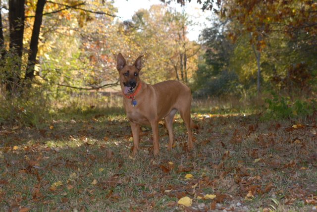 OCParksAndRec's tweet photo. Let your furry friend run around in the dog parks at Lyon Oaks, Orion Oaks &amp; Red Oaks. #DogParks are typically open one half-hour before sunrise until half-hour after sunset, or as posted. https://t.co/4YfmfQHp3O https://t.co/vMM7wJ6XaO
