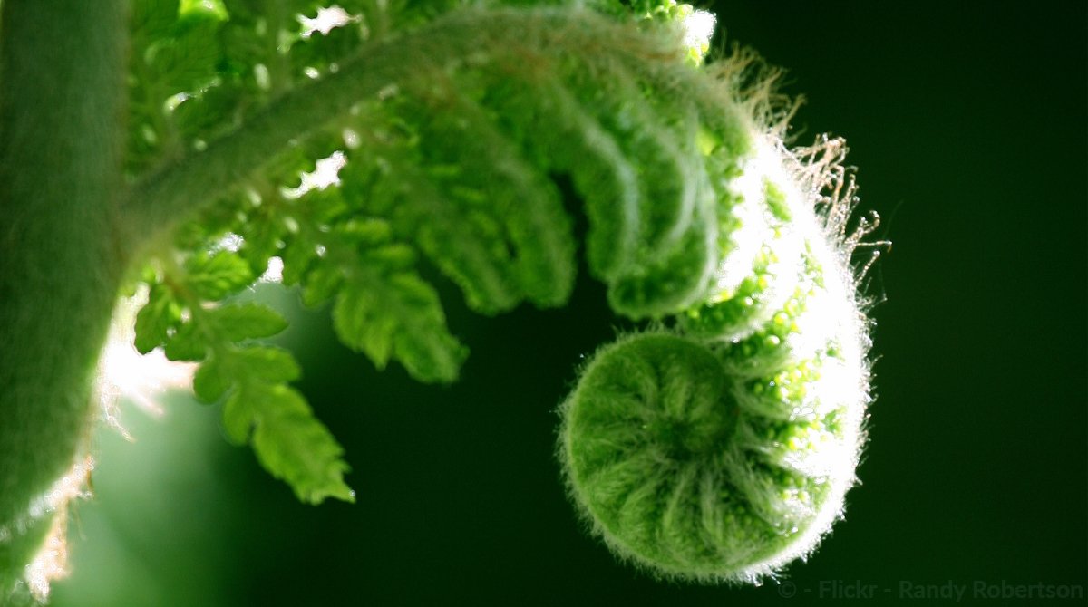 Understanding the response of plant cells to gravity could pave the way for new engineering designs that mimic biological systems 🌿 #EUresearch #PlantCells #Gravity #Biomimicry
➡️ bit.ly/2OVkRXz