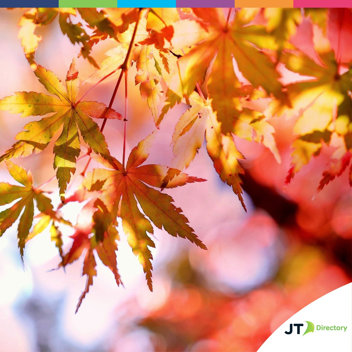 Autumn 🍂 in Jersey means rich colours, crisp air, heritage activities and more...what do you love most? #JTDirectory #Yabsta #Jersey