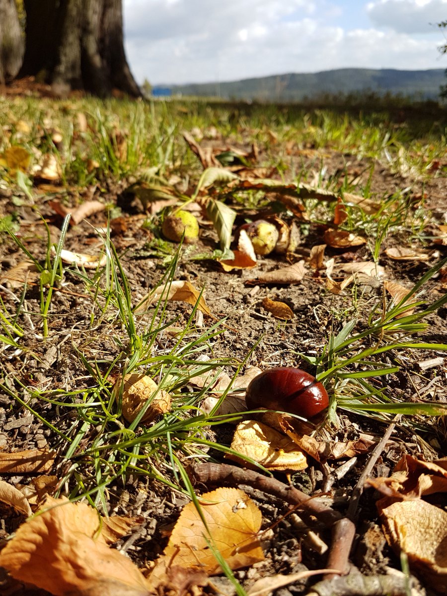 Enjoy autumn!