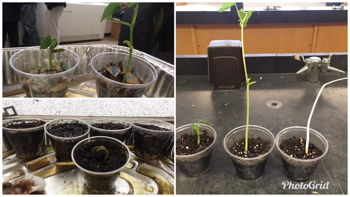 My 7th graders set up their own experiments with bean plants and we are seeing some interesting results. Our tallest plant (way right) is growing with no sunlight. We also have plants growing in newspaper, cardboard (top left) and being fed Diet Coke (bottom left) #goodhueschool