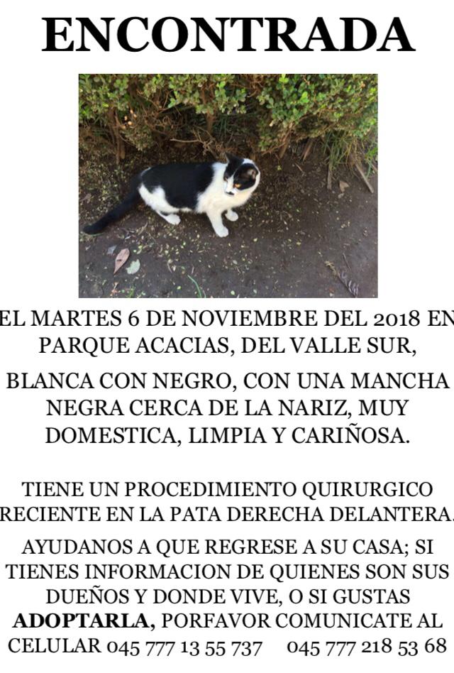 AlbMendoza's tweet image. Seguimos buscando a la familia del gato aparecido ayer martes en Parque Acacias. Van datos de contacto y más detalles
@RescateAnimal @sebuscaCdMx @En_laDelValle @AccionesBJ @AdolfoPrietoVec @COMITEACACIAS @floresaquino