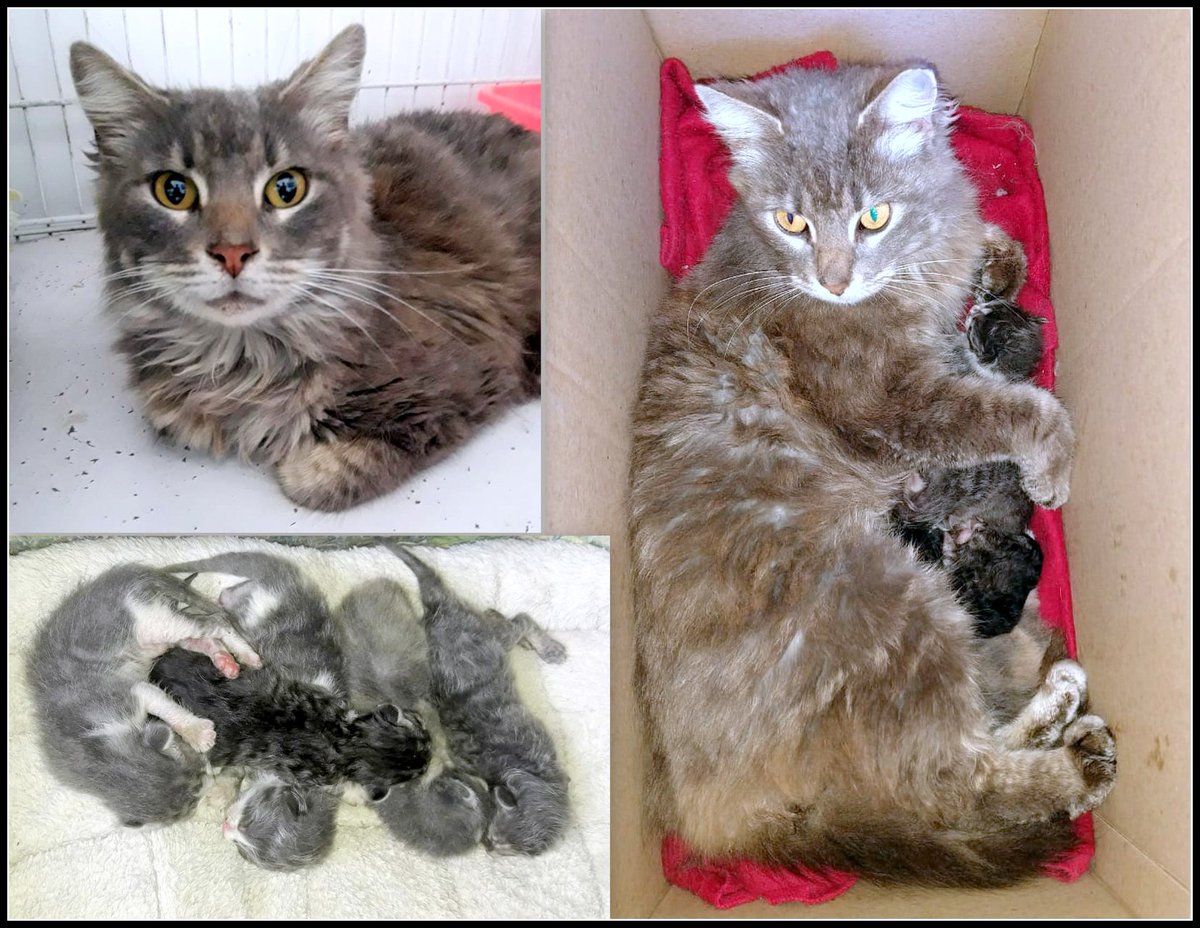 Y llegó la peludita VARELA con sus 5 bebés, que son ínfimos.
Los tuvo en un pozo con basura de Florencio Varela y gracias a Fernanda que pidió ayuda aqui la tenemos.
Ya están aqui, a salvo, con amor, limpieza y la estamos mimando mucho a la tímida mami.❤️💚💜

#AdoptaNoCompres🐾