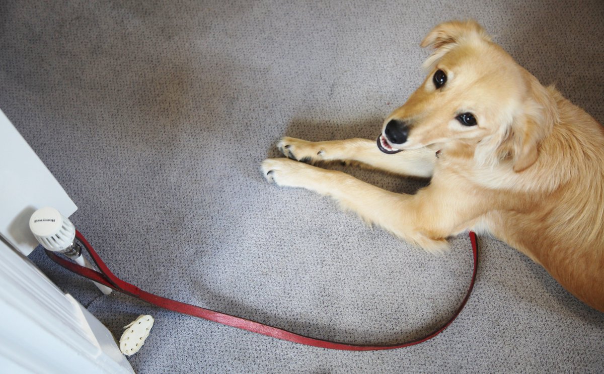 I'm looking forward to all the WW1 Remembrance celebrations this week - particularly getting to meet a real life working dog with the Junior School! Not so sure about all the bangs and crashes in Reflections though....
