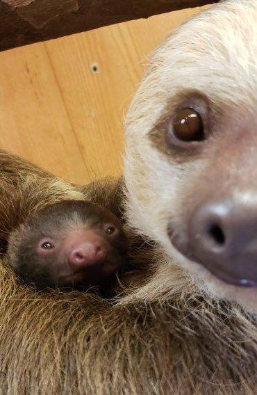 LindaWSB's tweet photo. I interrupt this election feed to bring you a teeny tiny baby sloth. @ZooATL says baby sloth is doing well and bonding with momma, Bonnie. @wsbtv @WSBTVcommunity https://t.co/ZwDZxDdFgy