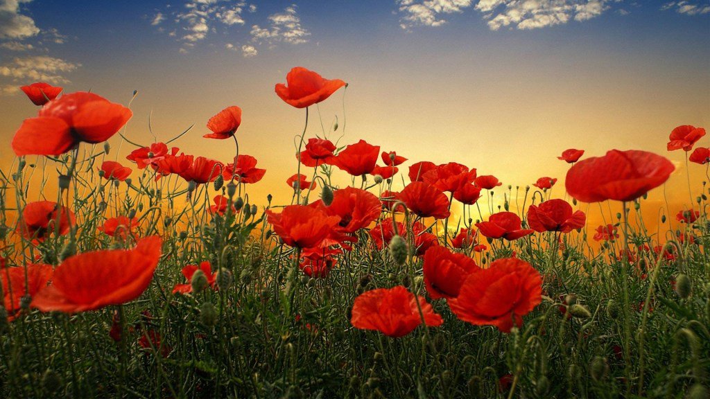 On Remembrance Day londonheritagefarm.ca/news/?p=6258