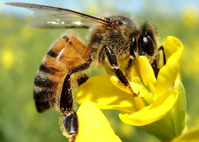 Própolis de abelhas-europeias inibe fungo da agricultura e abre caminho para defensivos naturais e baratos no futuro. #AgênciaEmbrapa #abelha
ow.ly/SCC230mwbOB