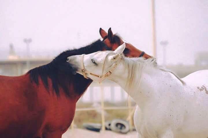 __A_MI__H's tweet photo. وهني من يضمه ضمة الطفل لأمه 
وينه و ويـن خلّه والمسافة قـريبه❤🌷

#بوح_آخر_الليل https://t.co/EtLW7PdBxV