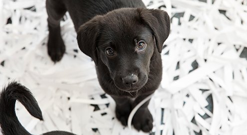 #Atlanta, help ban puppy mill sales in your city! Learn more and take action today: bddy.me/2SRXHzA Please RT!