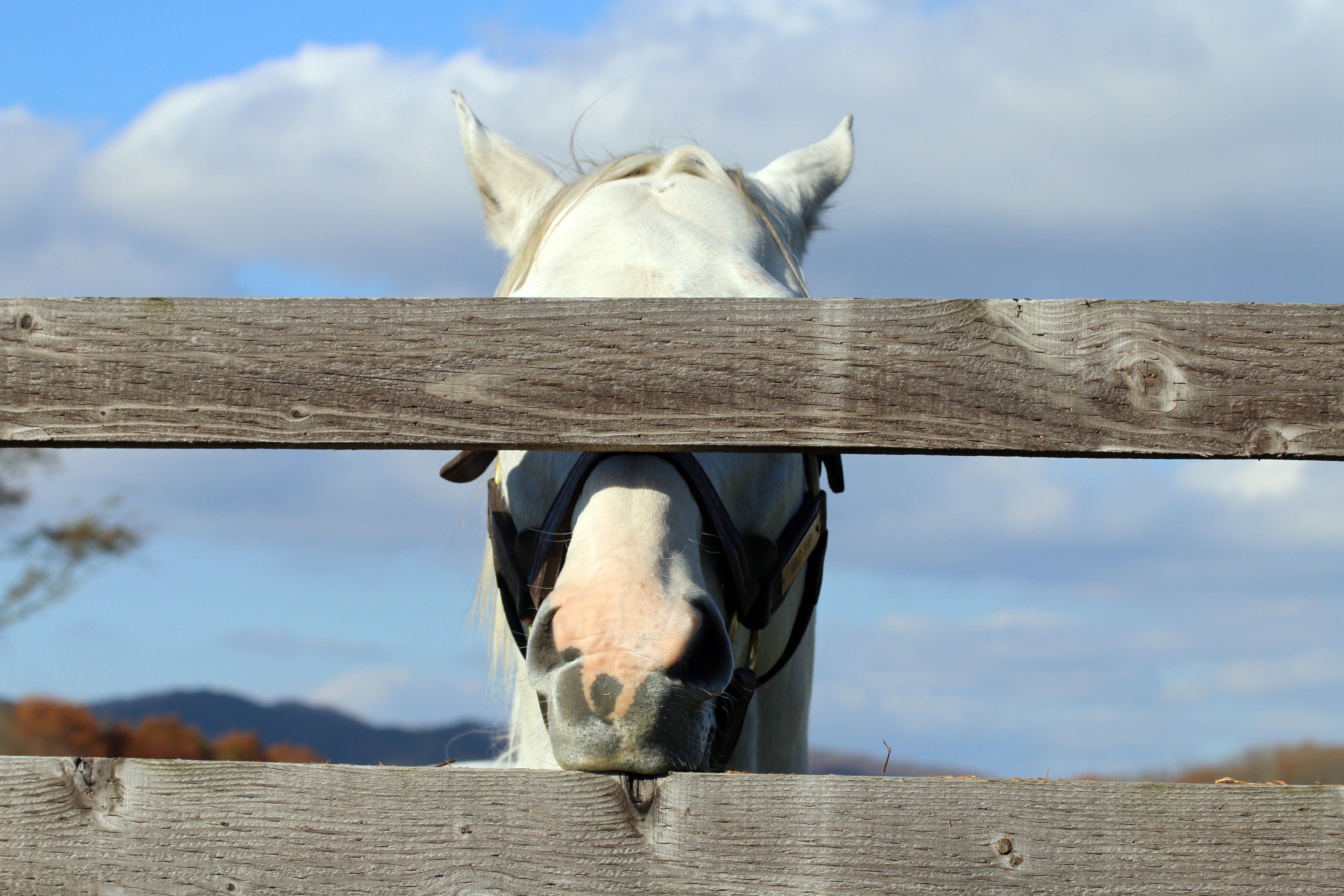 しり 放尿 フレーメン 変顔 あくびの詰め合わせ なぜかやたら頻尿でした 18 11 4 ゴールドシップ ビッグレッドファーム T Co Nxghbezv1h Twitter