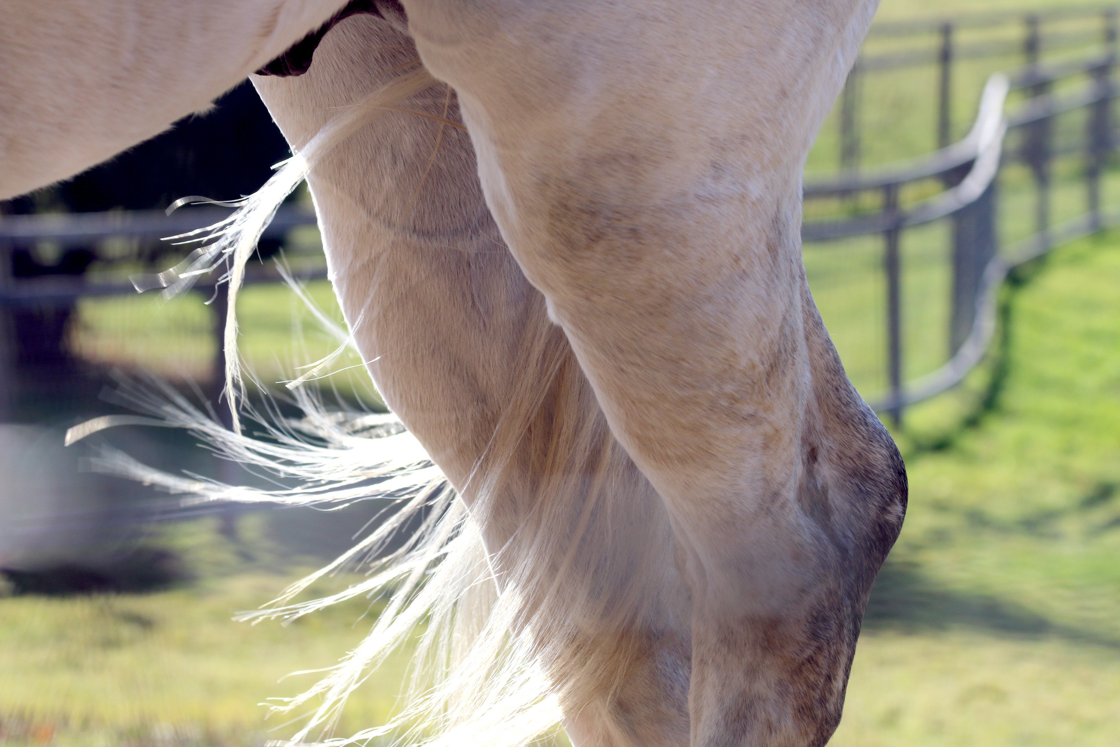しり 放尿 フレーメン 変顔 あくびの詰め合わせ なぜかやたら頻尿でした 18 11 4 ゴールドシップ ビッグレッドファーム T Co Nxghbezv1h Twitter