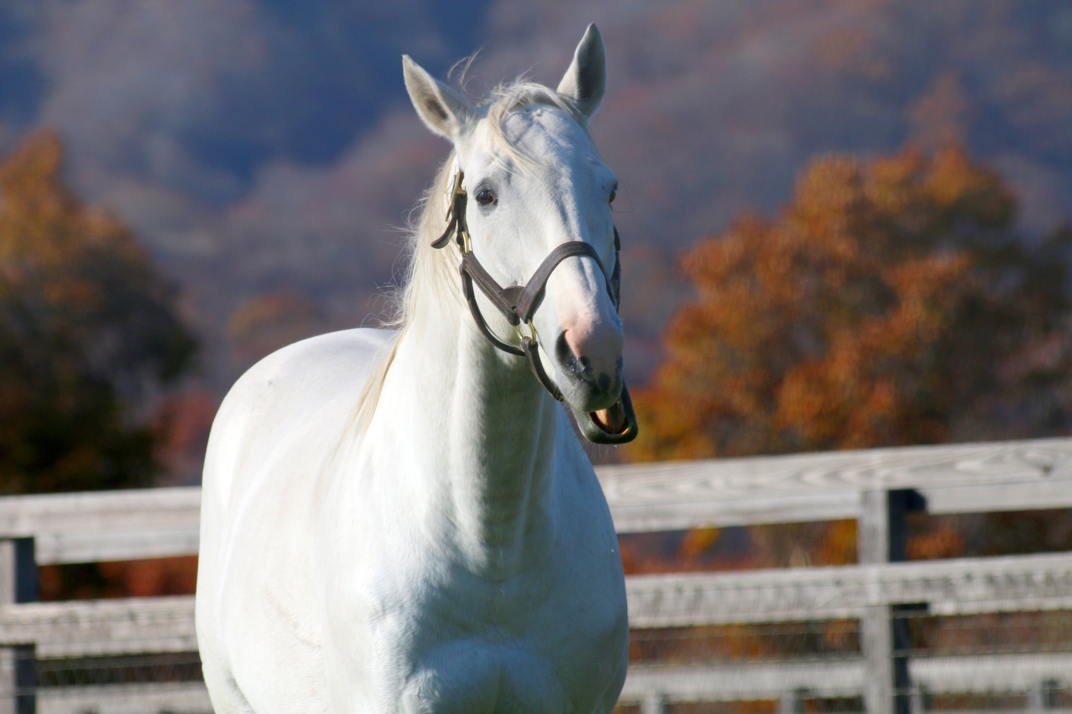 しり 放尿 フレーメン 変顔 あくびの詰め合わせ なぜかやたら頻尿でした 18 11 4 ゴールドシップ ビッグレッドファーム T Co Nxghbezv1h Twitter