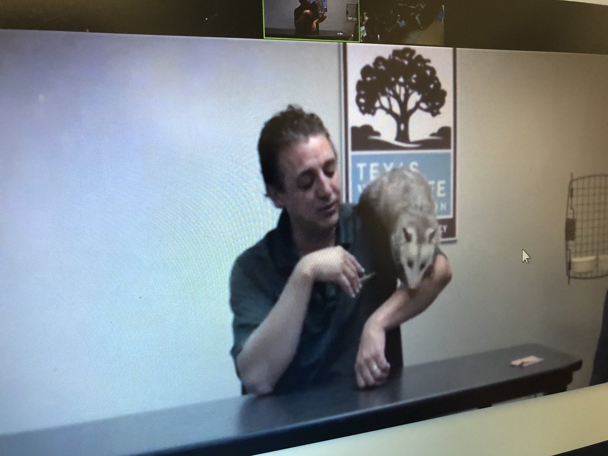 Gambling_Tex's tweet photo. Students from Jacksonville ISD Joe Wright Elementary learning about Opossums this morning with the @texaswildlife. @JacksonvilleISD 

Check out @Connect2Texas for more sessions like this one.

#DistanceLearningWeek https://t.co/Rmv8FaCGBR