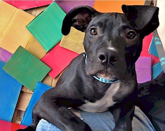 BlueDogRescue's tweet photo. Red rover
Red rover
Can I come over?!?
-Zeus 
He’s one adoptable pup #atx. Who’s ready to fall in love? 🐶💙
#adopt #austin https://t.co/HvUXfLwgrX