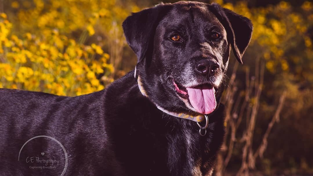 friendsofpacc's tweet photo. November is Adopt a Senior Pet Month and Ace (A384157), a handsome 7 year old dog, is waiting for you @PimaAnimalCare. There are lots of reasons to adopt an older, adult pet! Our favorite reason...they love to take naps, and so do we! #AdoptaSeniorPet #MatureMutts #napsforlife https://t.co/CGFKPvwdYE