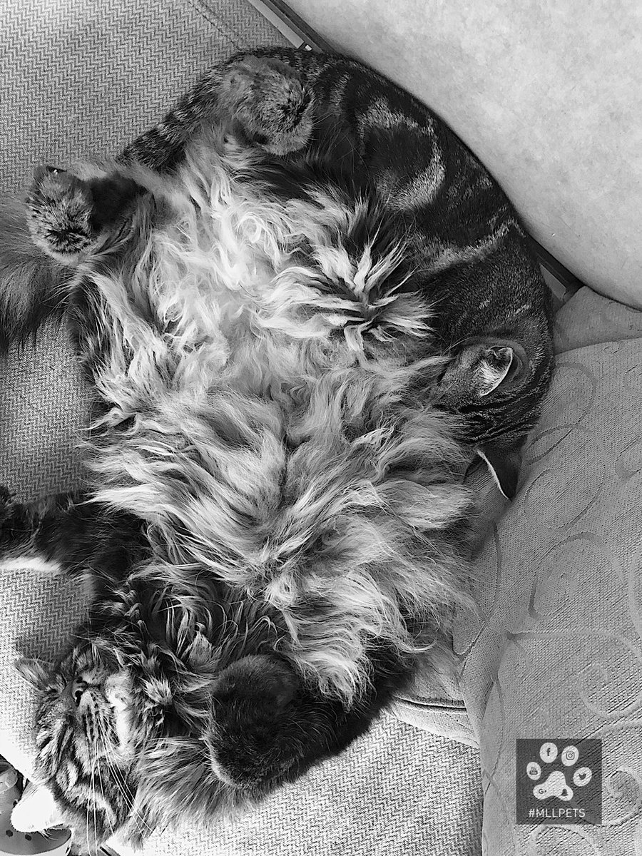 mllpets's tweet image. 💤Diabolo &amp;amp; Johnson💤
😻Lovely #cat 😻

🐾#mllpets🐾

🐾 watch my gallery Instagram 
➡️ instagram.com/mllpets/

🐾 watch my video Youtube 
➡️ youtube.com/channel/UCSWql…