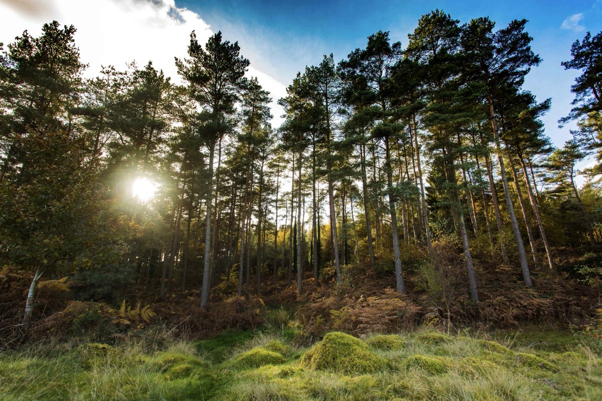 Woodland walks can reduce stress and depression. With walks right on the doorstep and a cosy wood burner to warm you up at the end of the day. We've got the perfect place for you to escape to. 

rosebankholidaycottage.com

#StressAwarenessDay #wellbeingwednesday #deanwye