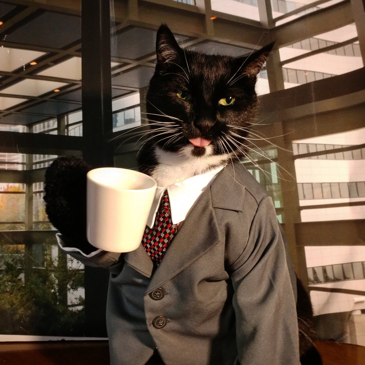 Кот джентльмен. Деловой кот. Коты в пиджаках. Кот в галстуке.