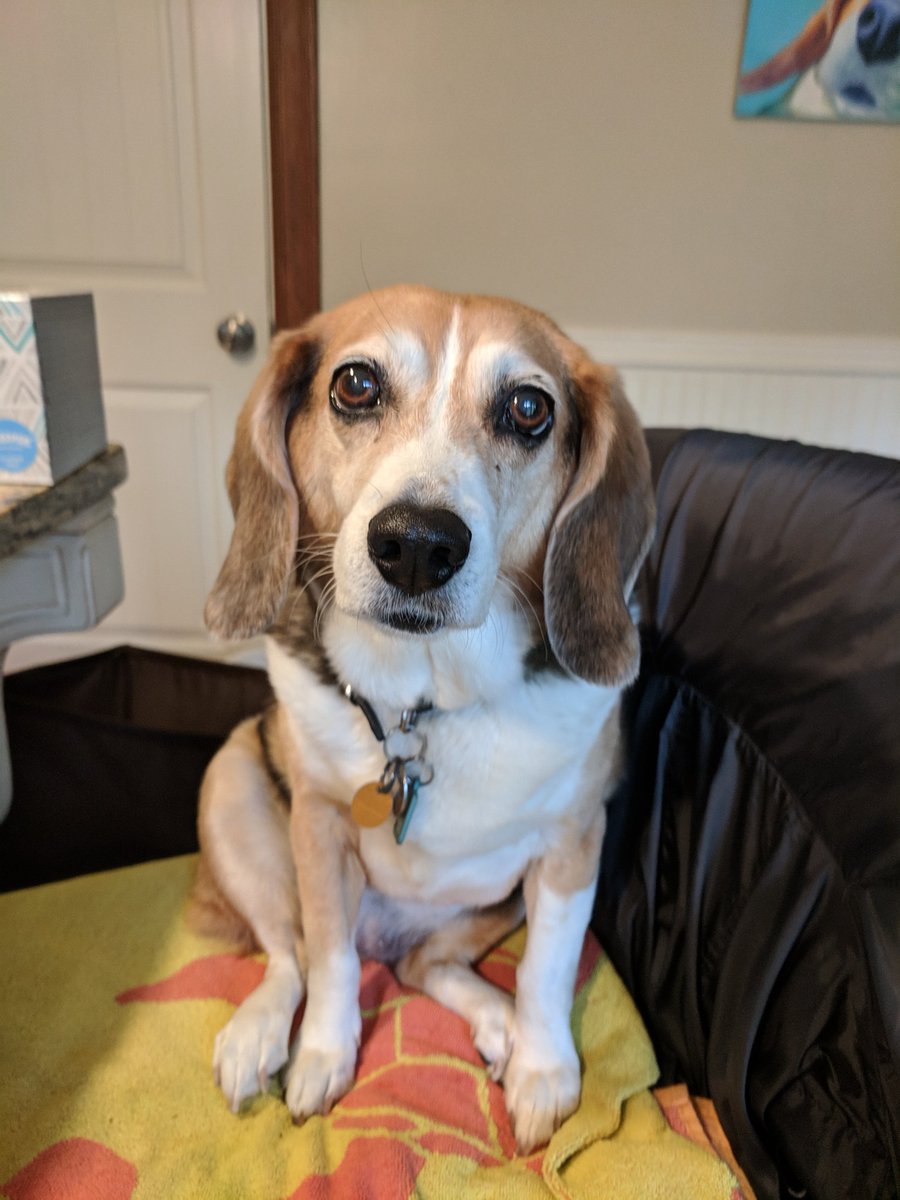 neutralforce's tweet photo. I wonder whose teeth marks these are in the butter... #Beagle #faceofinnocence #whoyougonnabelievemeorthebutter https://t.co/SiEN72RdyT