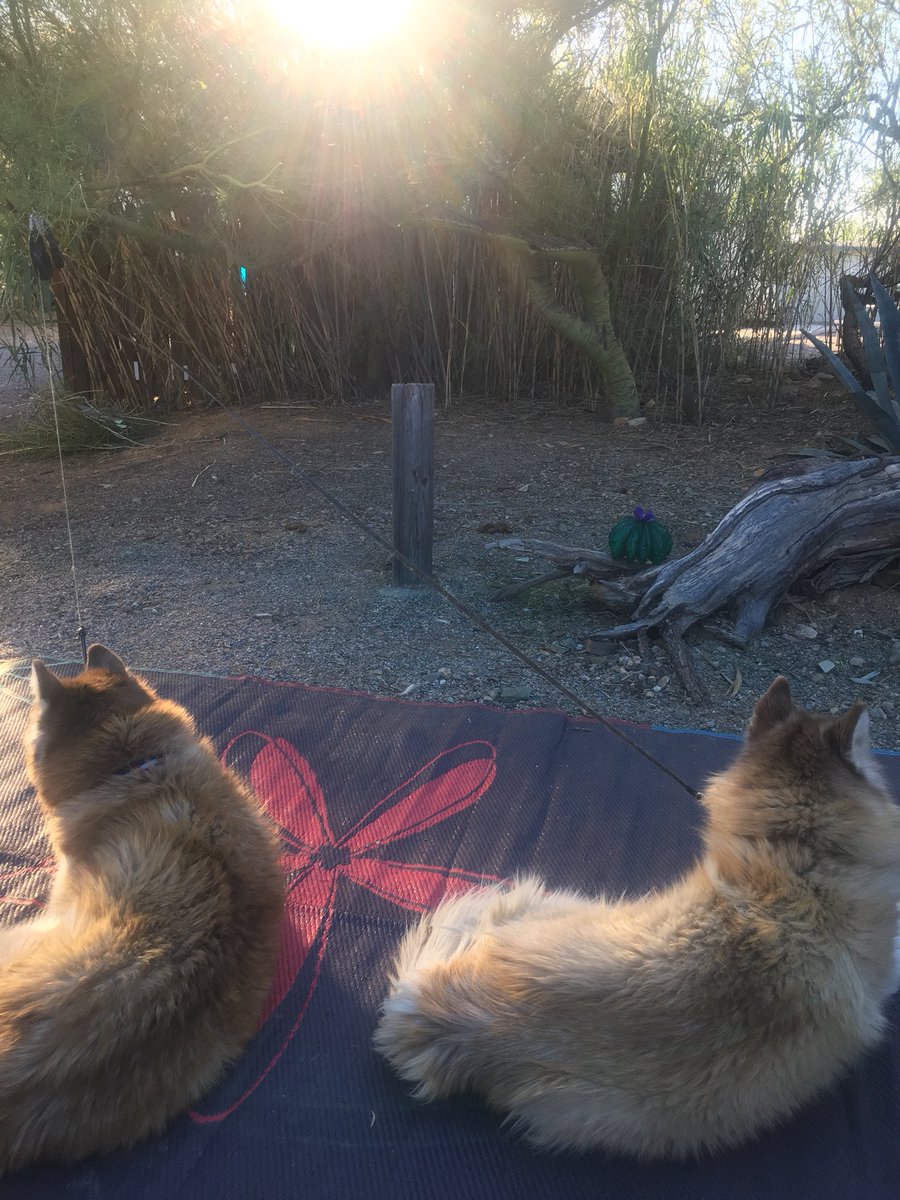 NateKern7's tweet photo. Morning Meditation spot with these two darlings. #Calm #Awareness #CoachKern #wtfHealth #DailyPractice https://t.co/dQKNGRZcm0