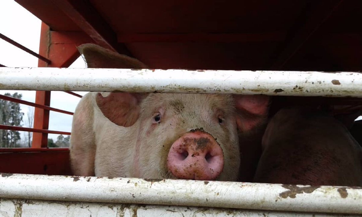 animalsavemvmt's tweet photo. We owe them so much. I hope someday we can remedy as a species all the damage we cause to non-human animals, to the planet, to everything. Questioning our habits saves lives.

@baanimalsave 
#vegan https://t.co/PgQd9NNd0J